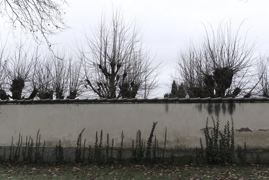 Plants growing up a wall and bare trees on the other side