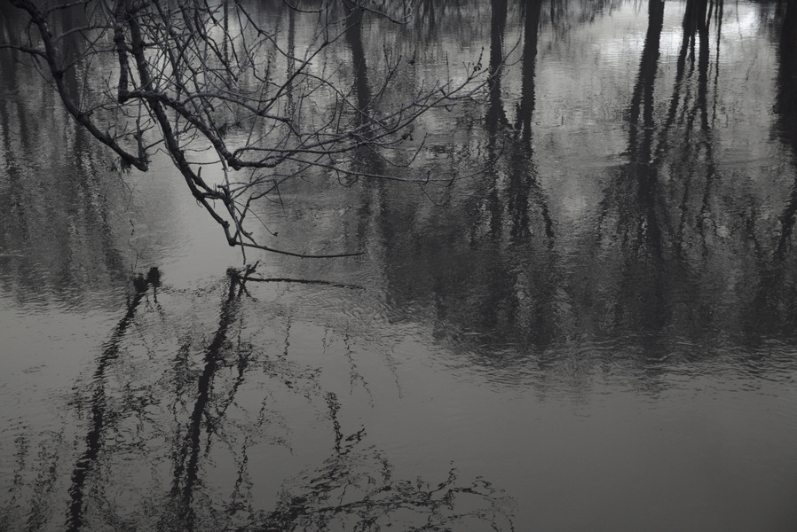 A tree leaning down over a river and reflected in it along with trees from the other side of the river, black and white