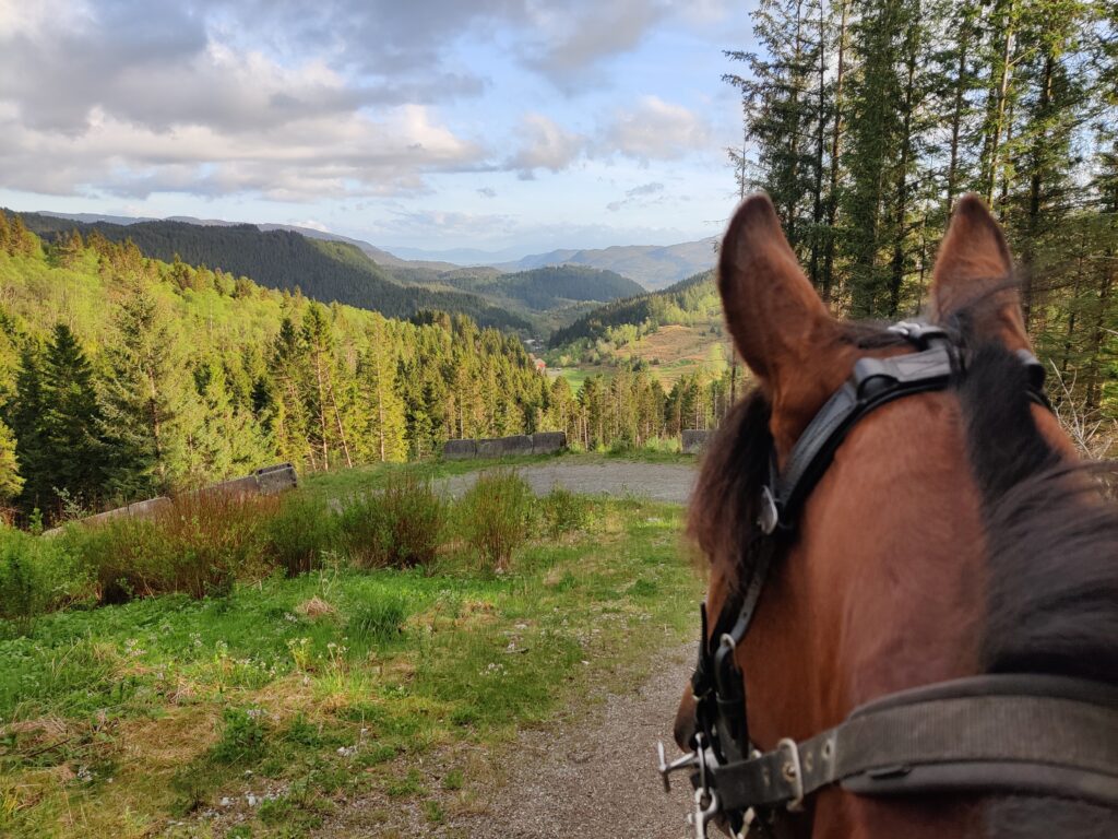 View from a horse's perspective with mountains on the horizon
