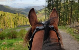 View between the ears of a horse towards the mountains beyond