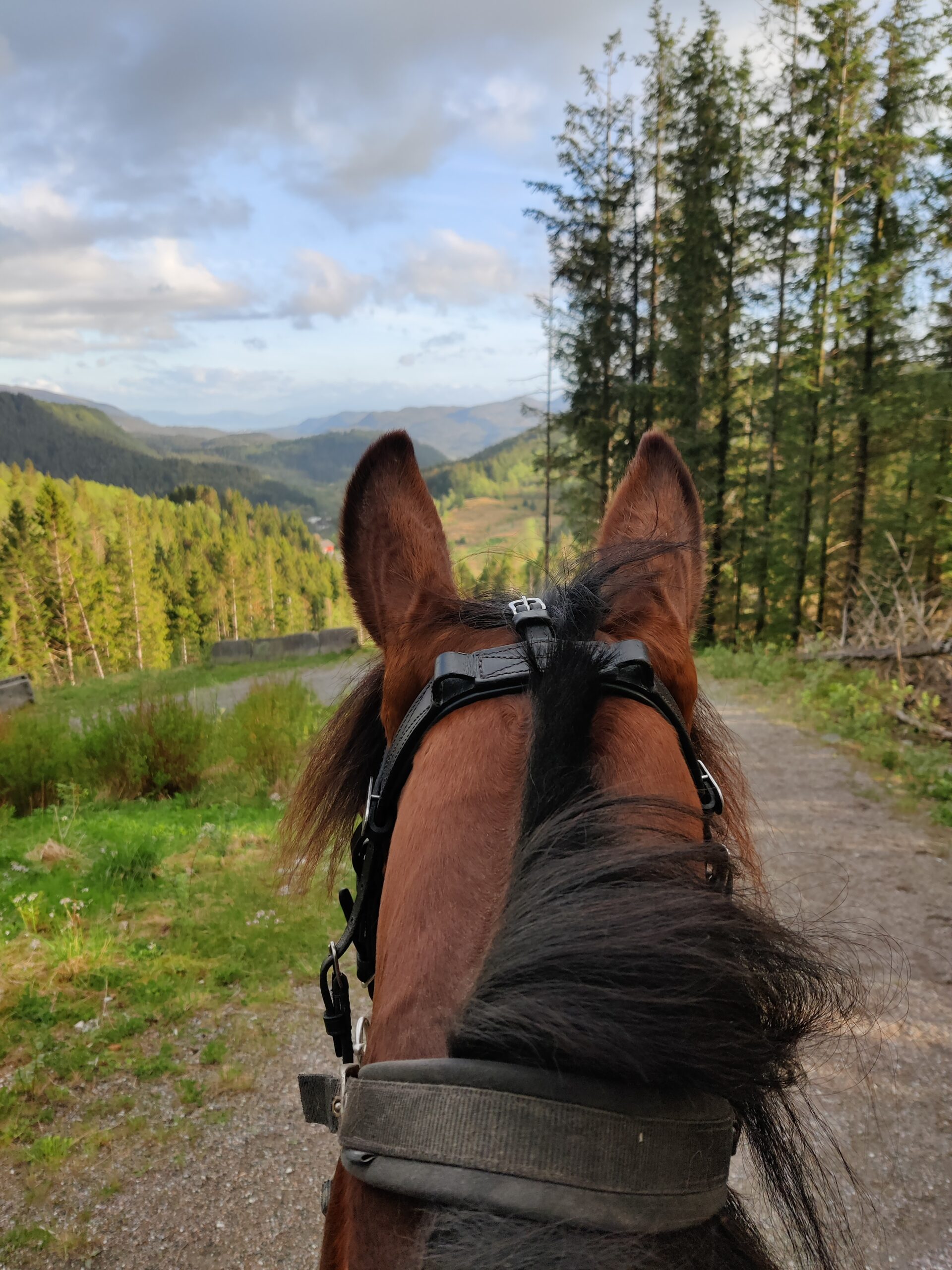 View between the ears of a horse towards the mountains beyond