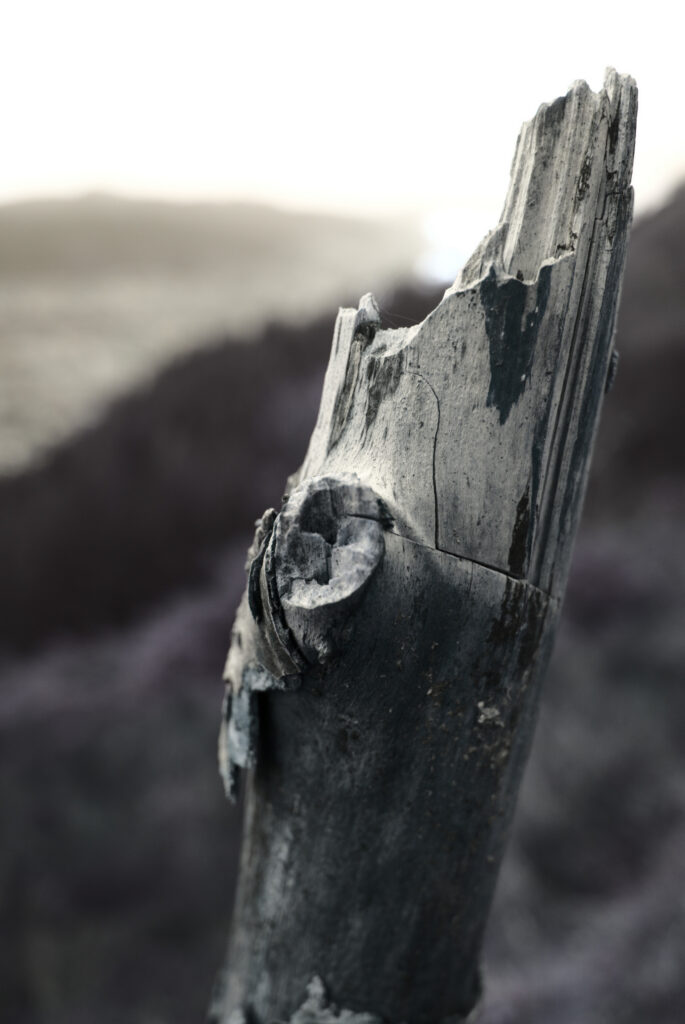 Close up picture of a dead tree branch