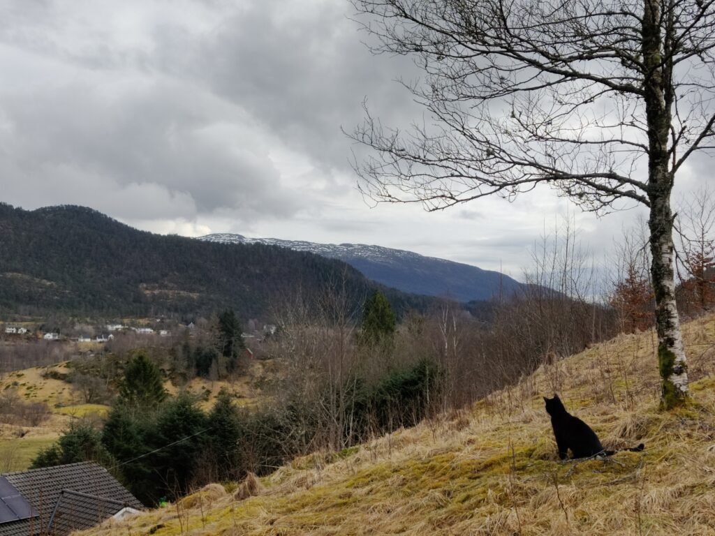 Countryside view, mountains in the background and a cat looking out at the view from under a tree