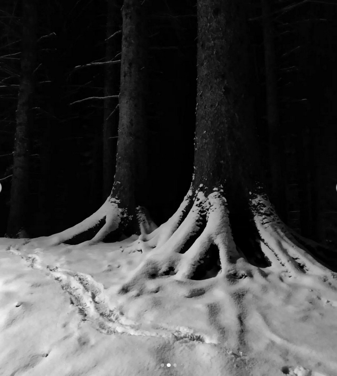 Two tree trunks at night in dark woods. There roots and the forest floor are covered with snow. A track can be seen in front of the two trees. Someone or something has walked past them.