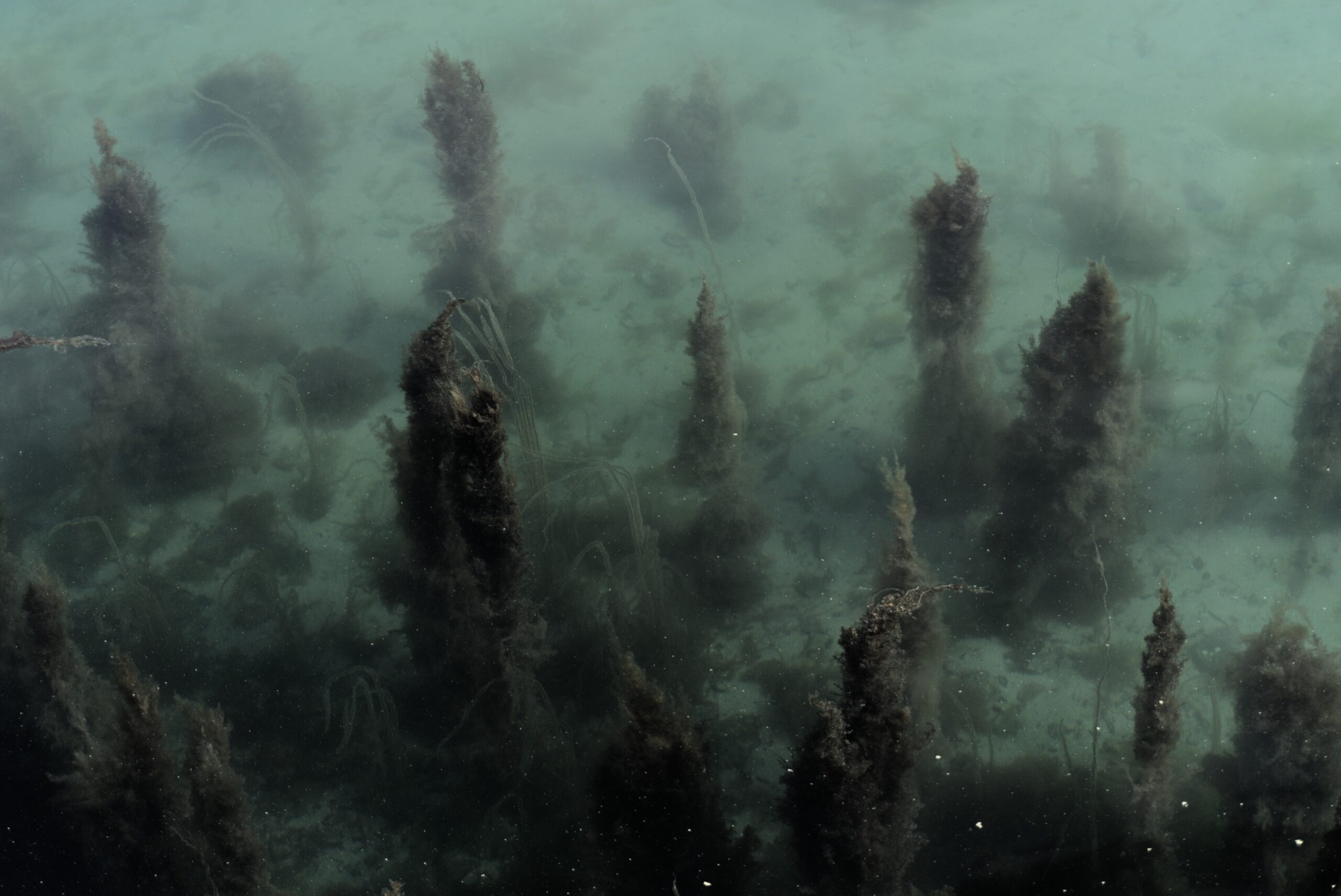 Underwater plants growing up like spirals from the seabed.